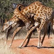 Namibia Tours and Safaris