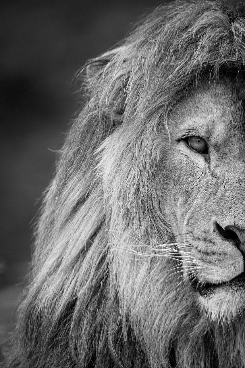 lion, animal, mane, mammal, predator, wildlife, safari, zoo, nature, wildlife photography, wilderness, close up, wild animal, fur, black and white, monochrome, lion, lion, lion, lion, lion
